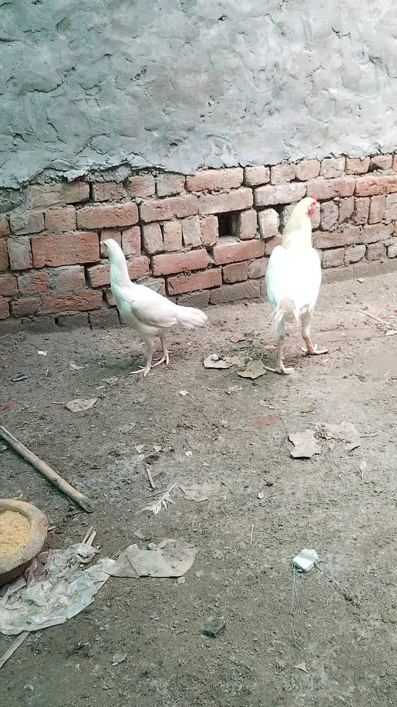 heera aseel male and female breeder pair trio set 1