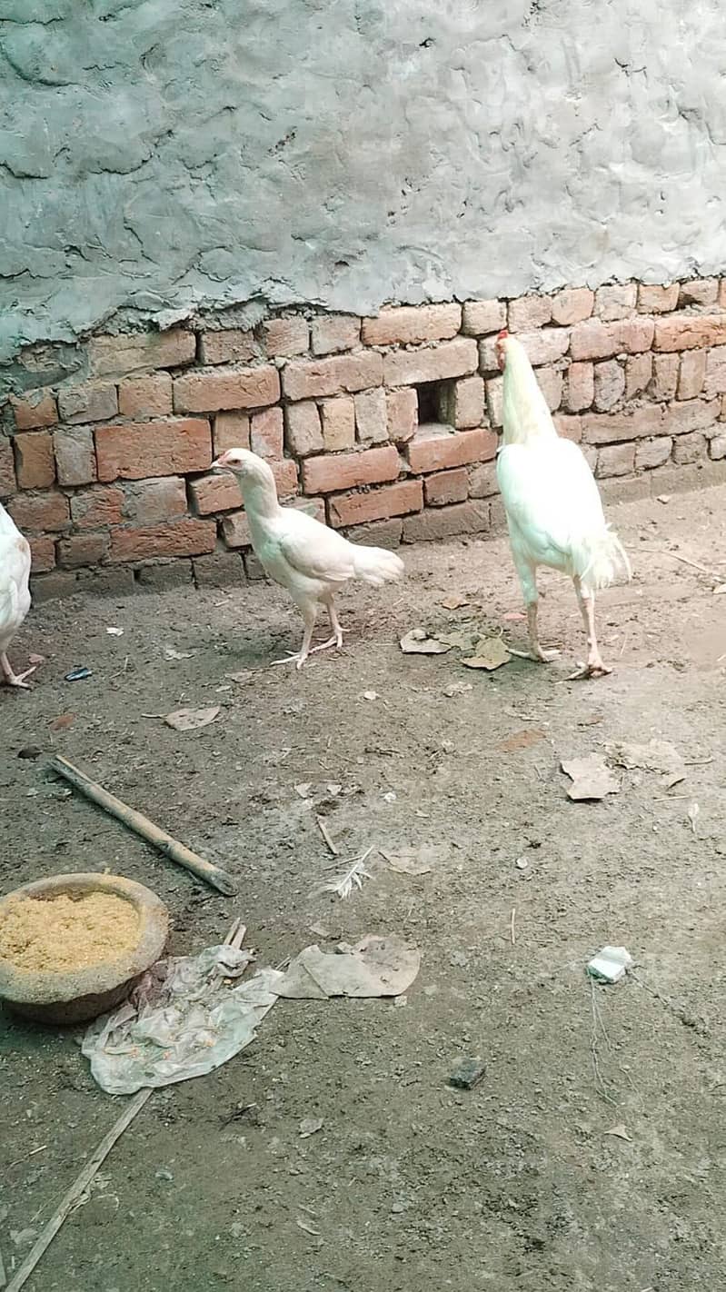 heera aseel male and female breeder pair trio set 2