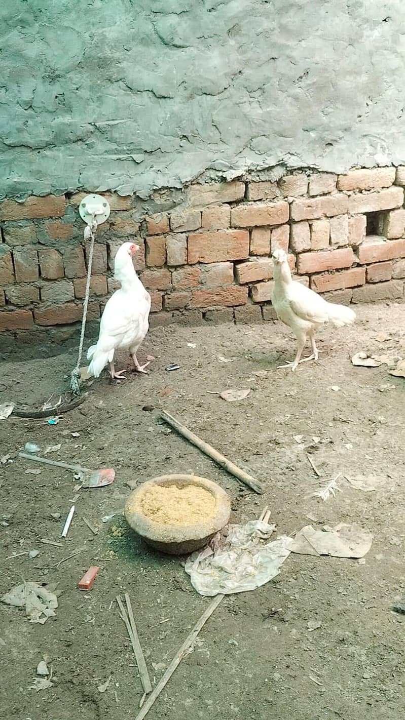 heera aseel male and female breeder pair trio set 3