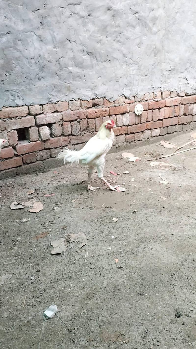 heera aseel male and female breeder pair trio set 4