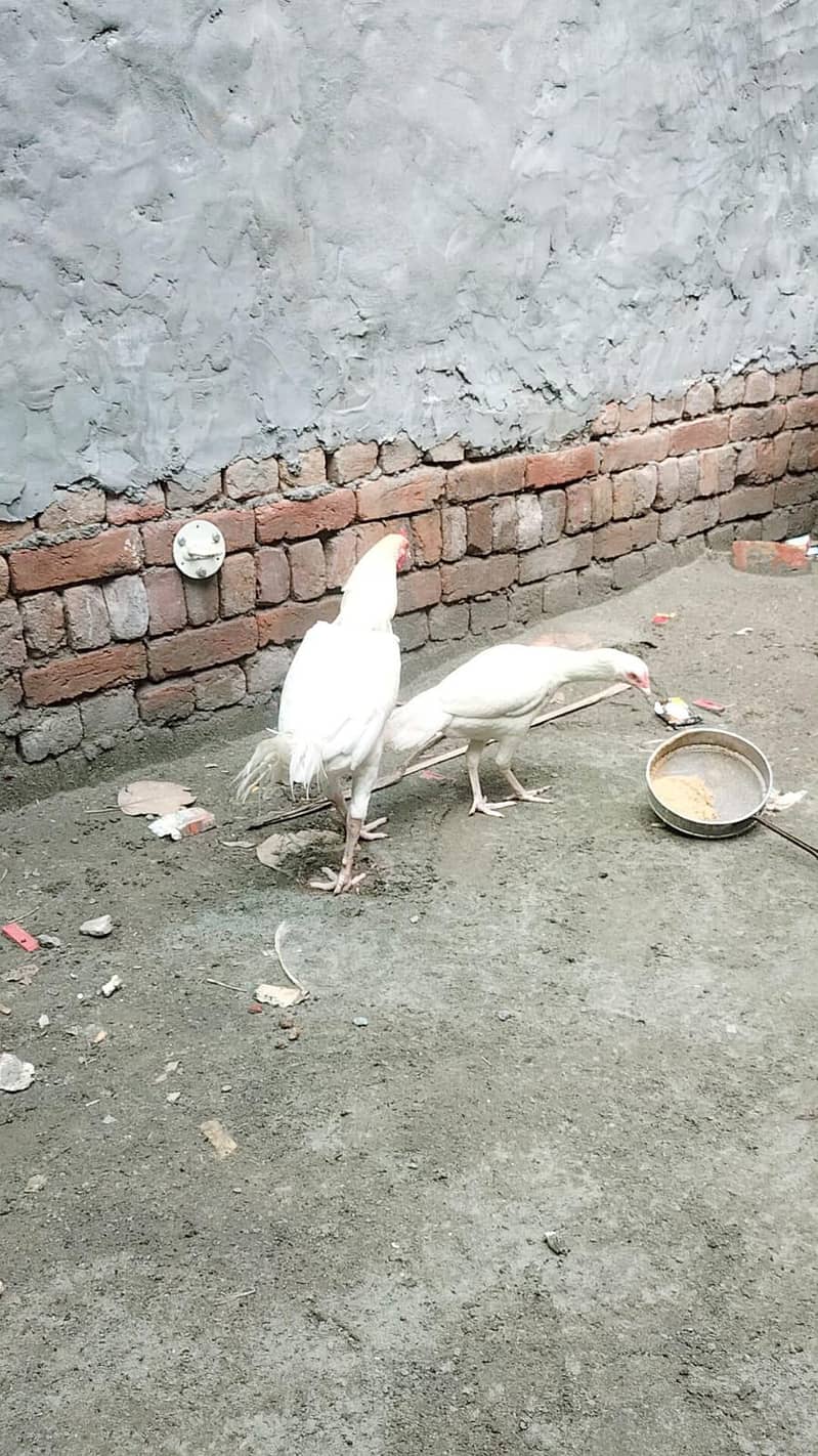 heera aseel male and female breeder pair trio set 5