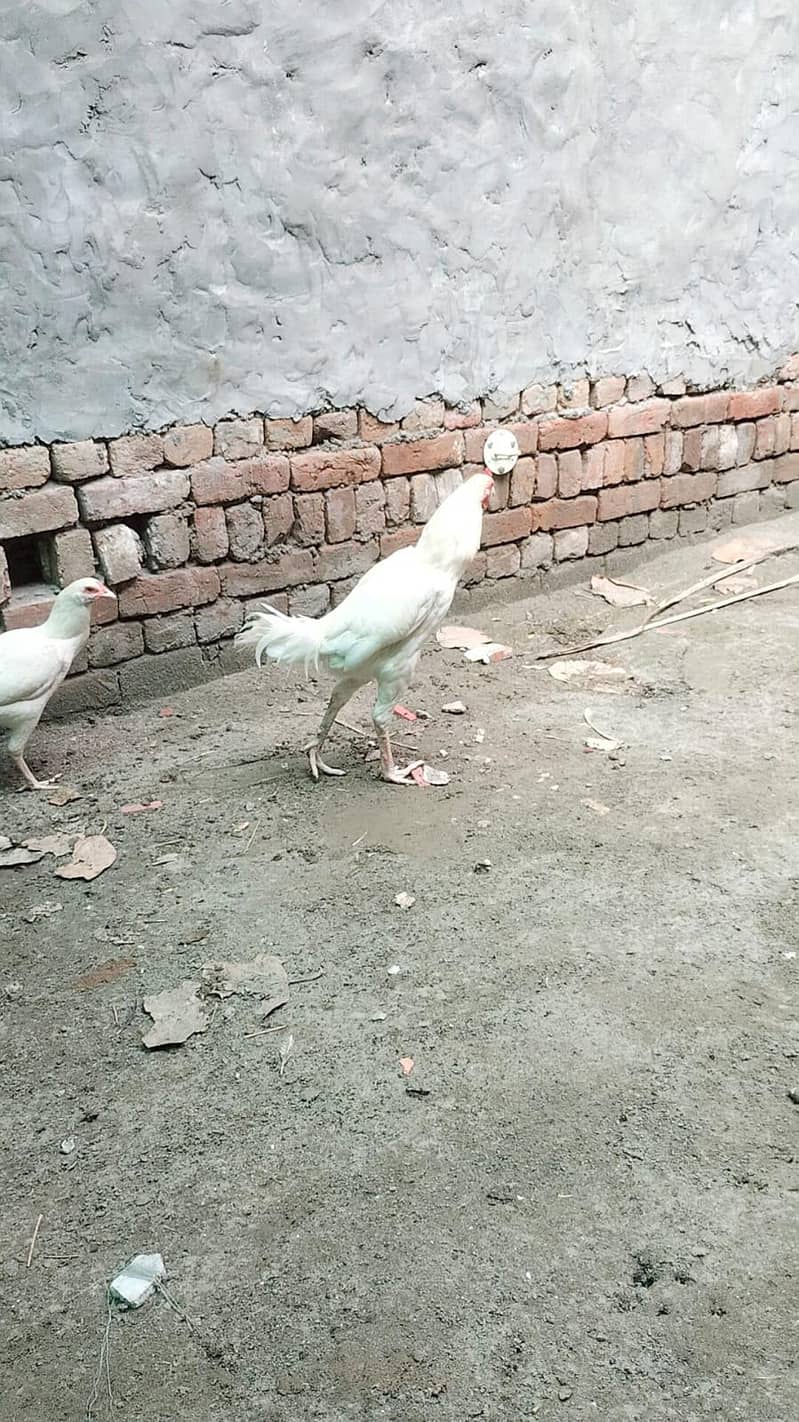 heera aseel male and female breeder pair trio set 6