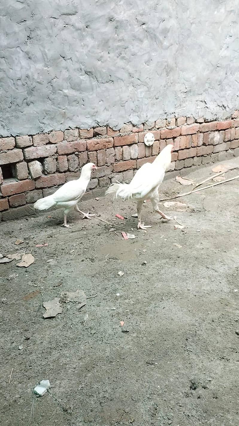 heera aseel male and female breeder pair trio set 7