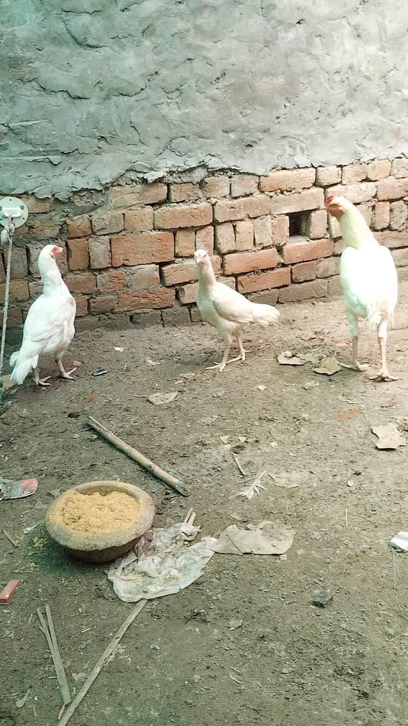 heera aseel male and female breeder pair trio set 8