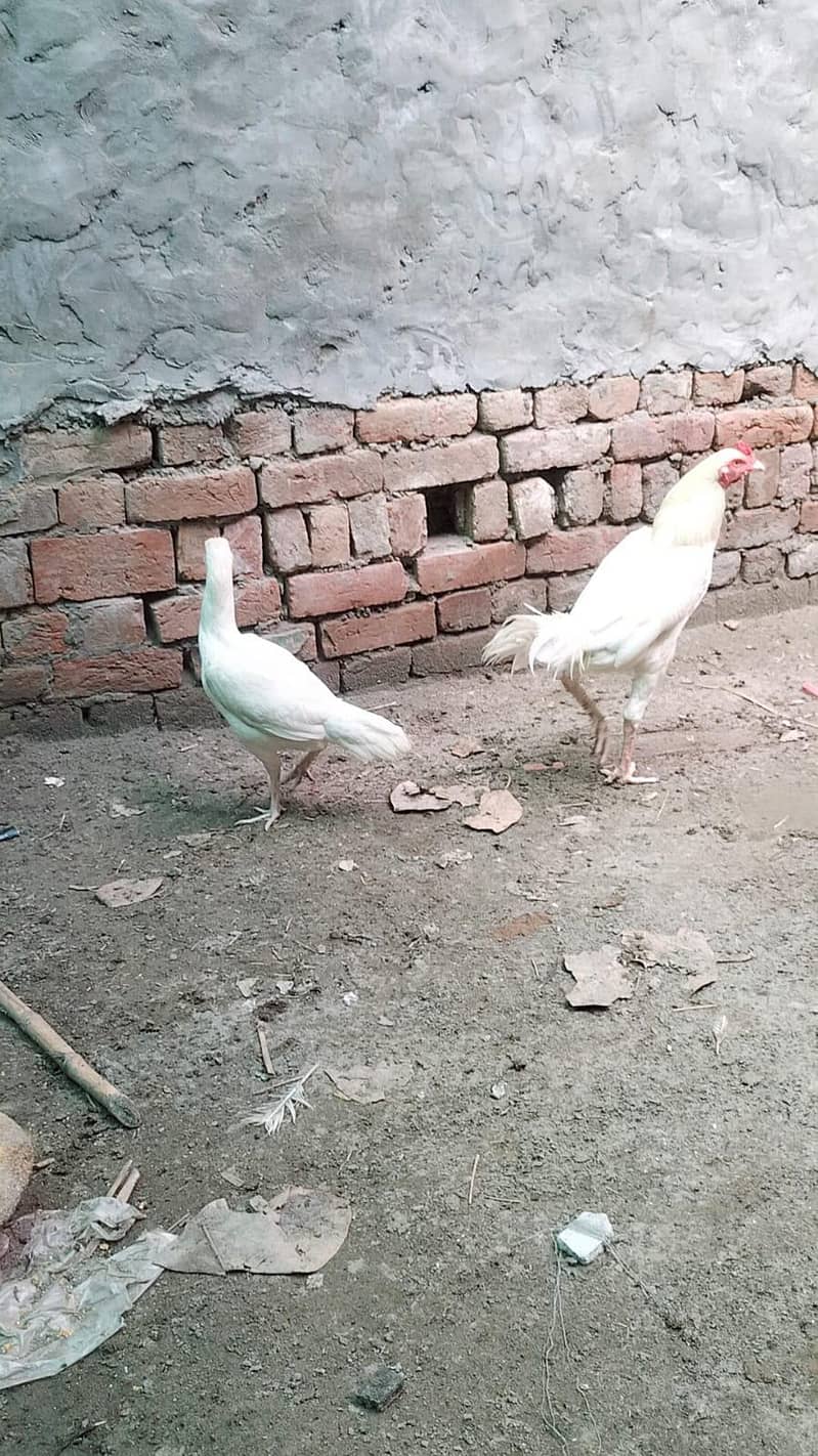 heera aseel male and female breeder pair trio set 9