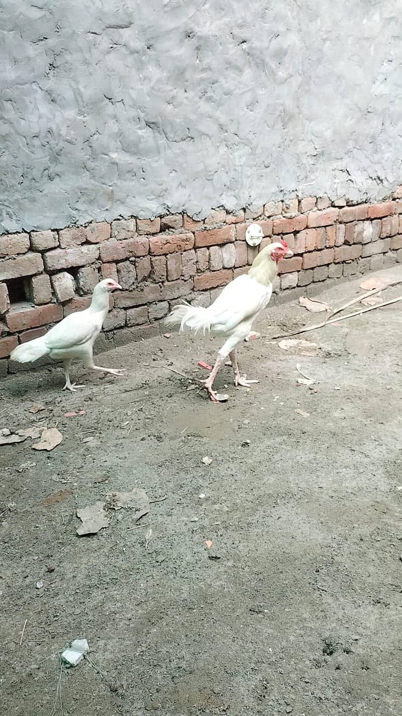 heera aseel male and female breeder pair trio set 10