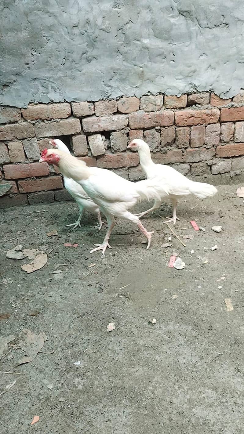 heera aseel male and female breeder pair trio set 11