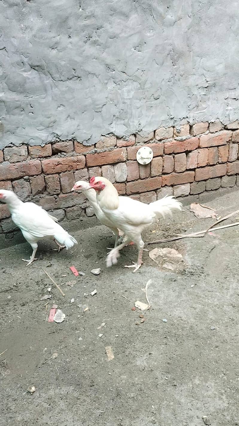 heera aseel male and female breeder pair trio set 12