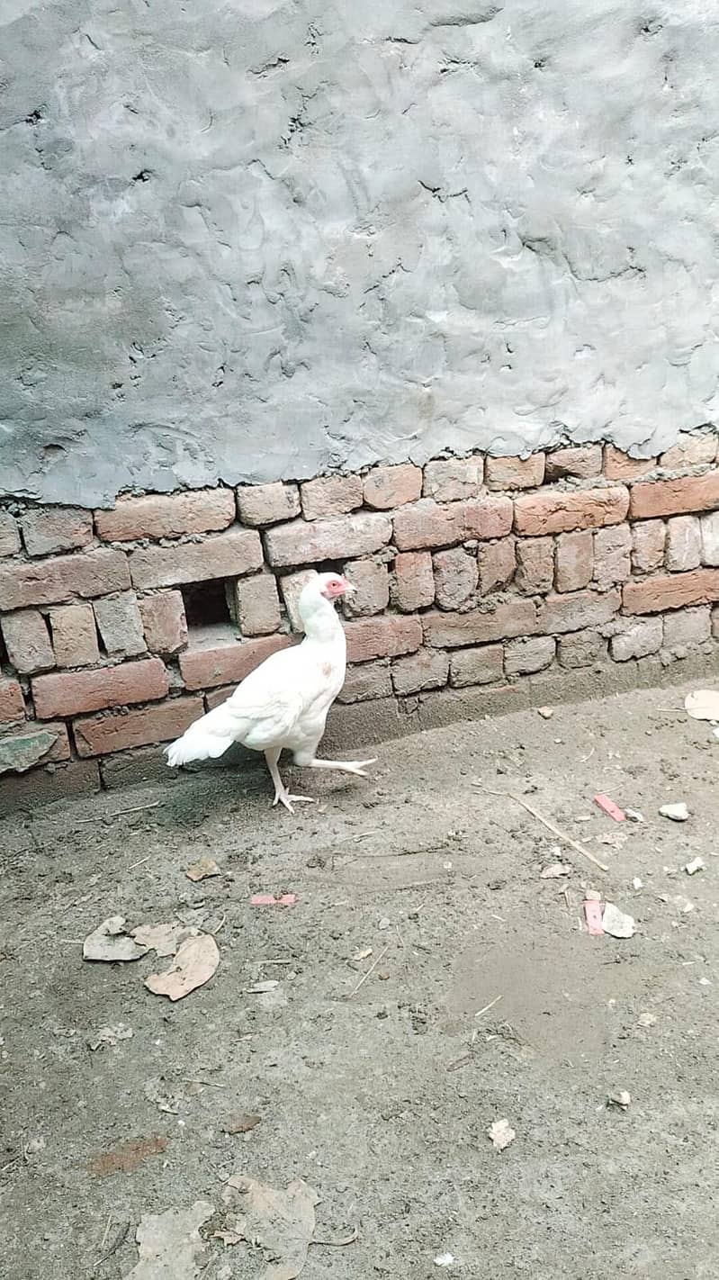 heera aseel male and female breeder pair trio set 13