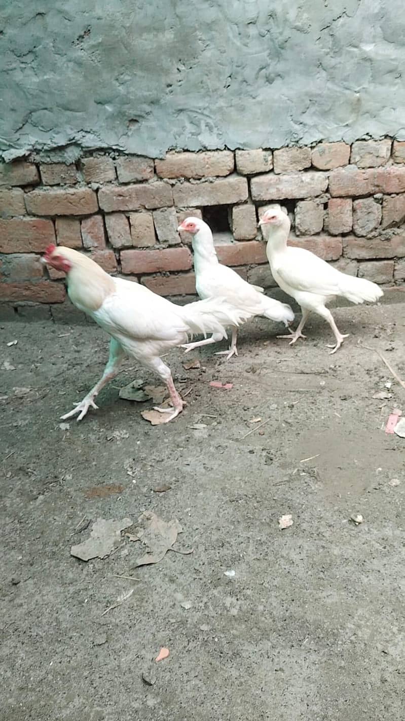 heera aseel male and female breeder pair trio set 14