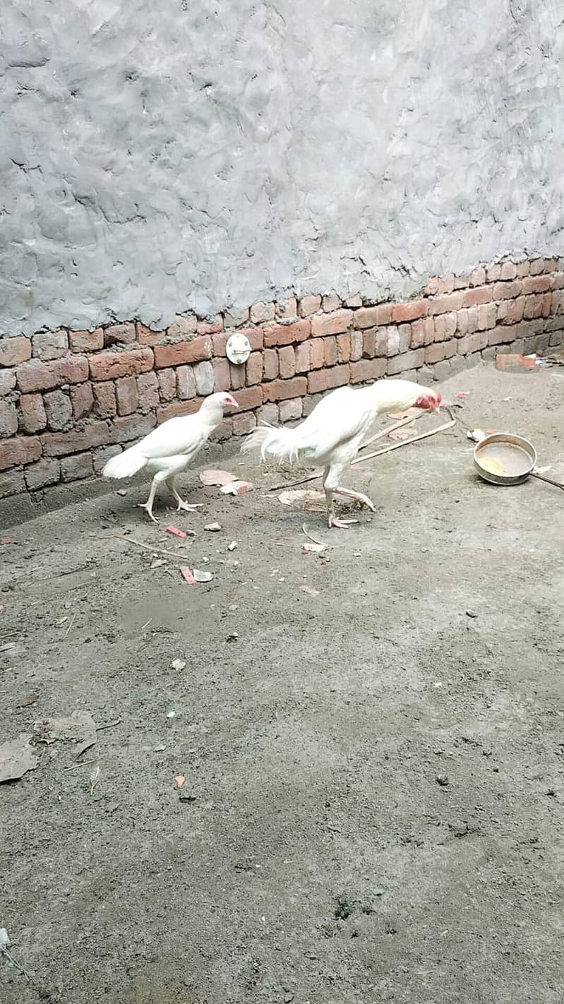 heera aseel male and female breeder pair trio set 15