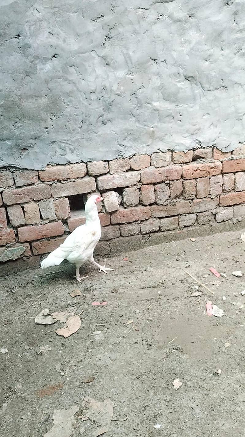 heera aseel male and female breeder pair trio set 16