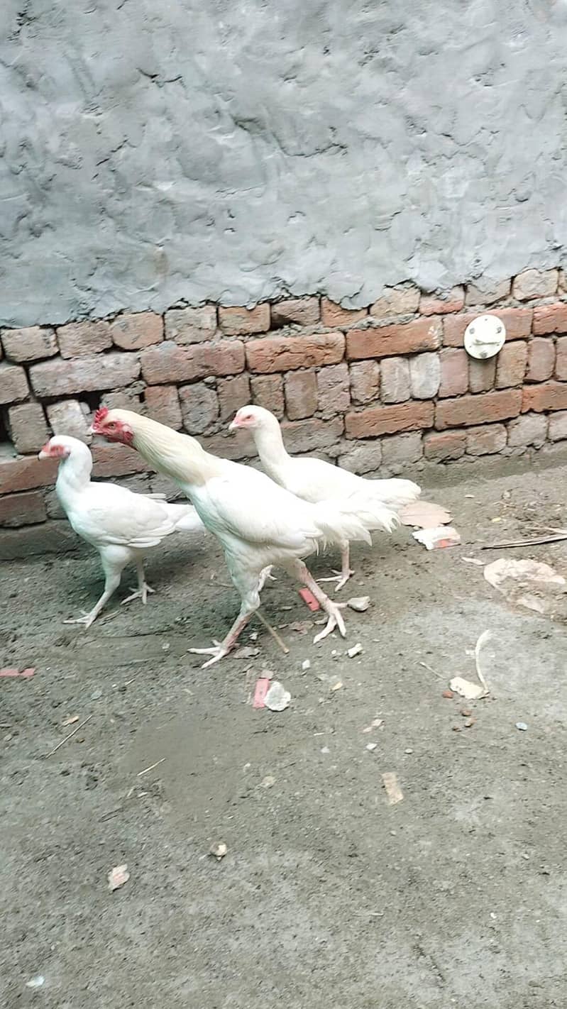 heera aseel male and female breeder pair trio set 17