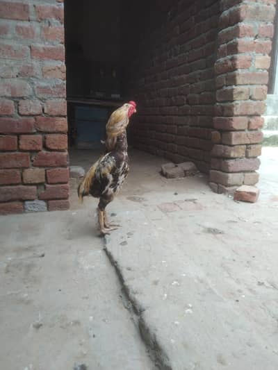 Aseel java for sale location hafizabad