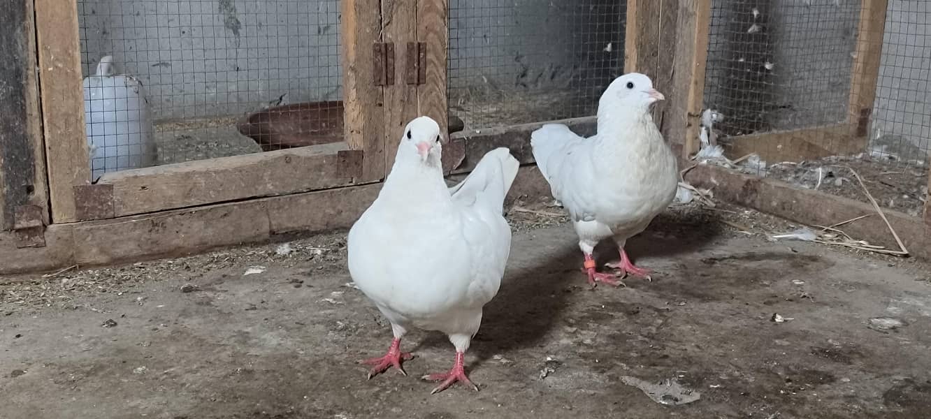 pigeons setup 0