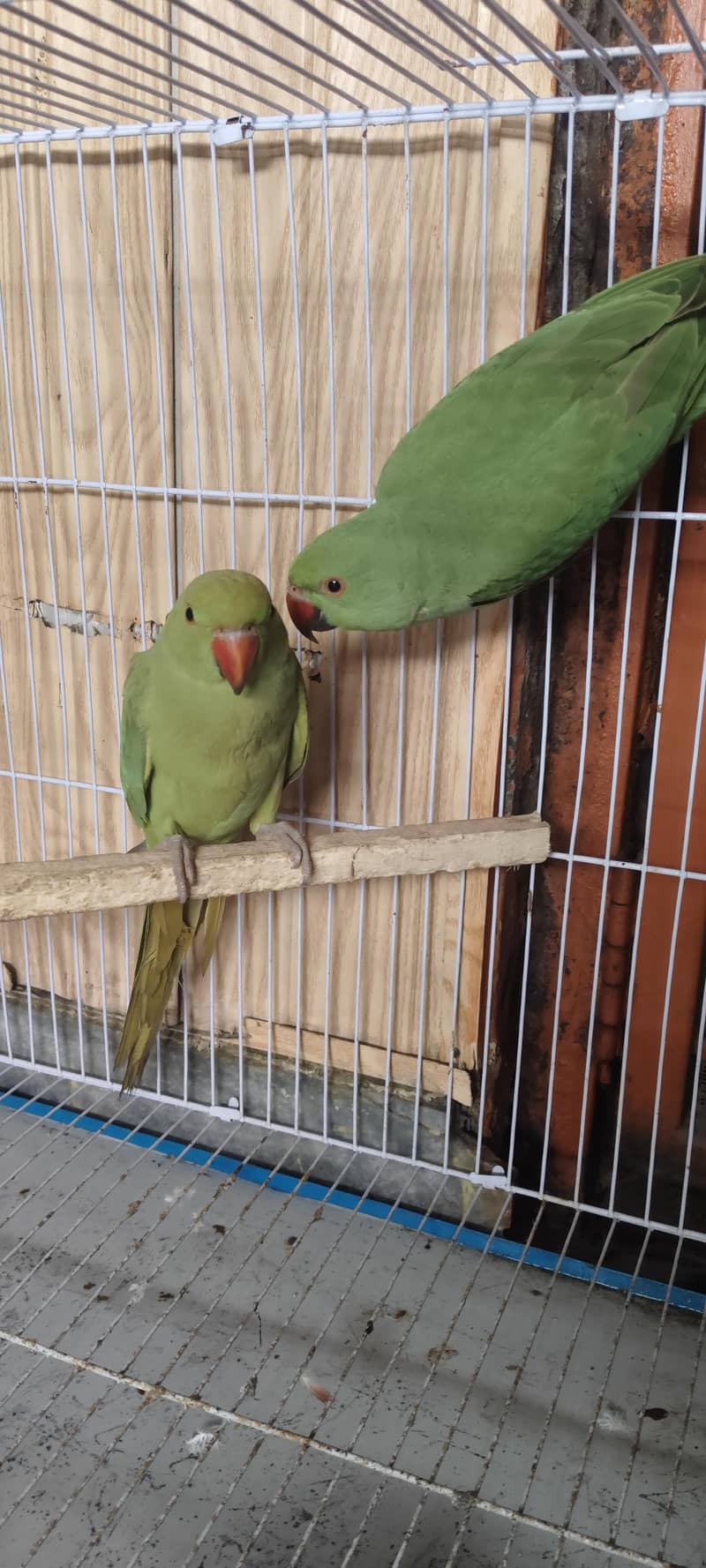 pigeons setup 1