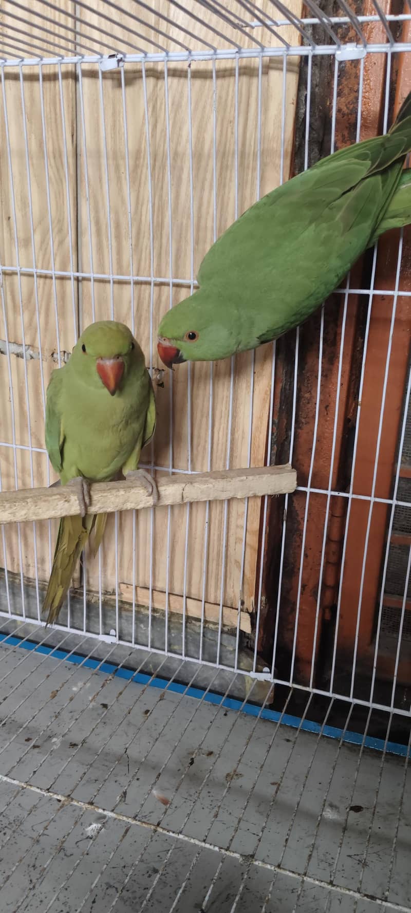 pigeons setup 2