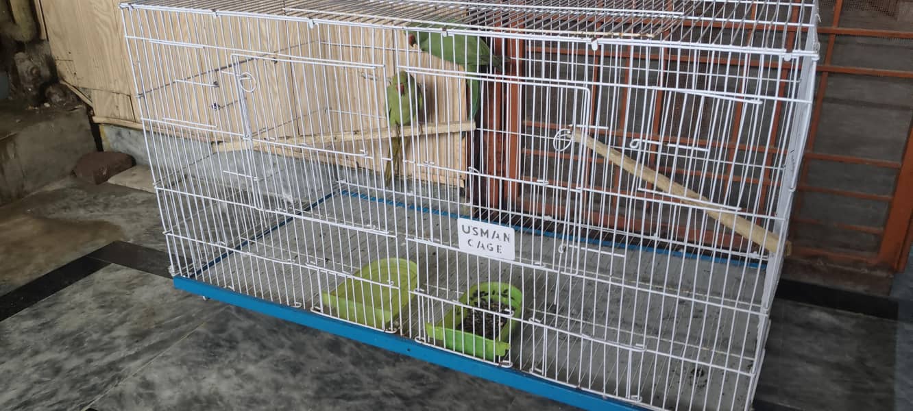 pigeons setup 3