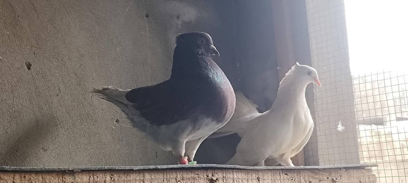 pigeons setup 4