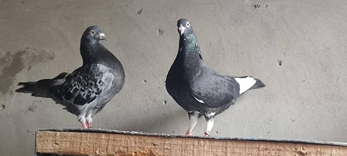 pigeons setup 5
