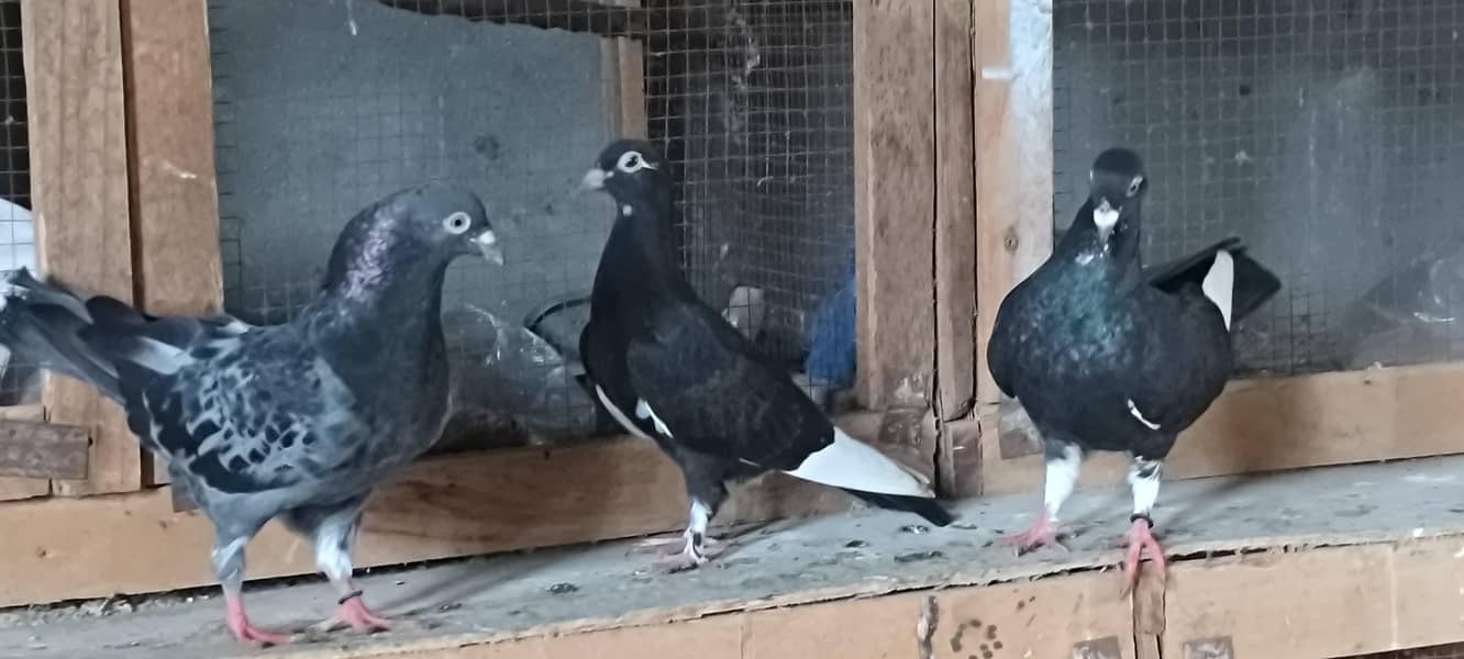 pigeons setup 6