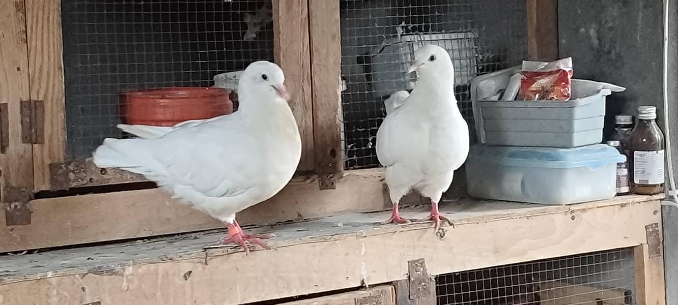 pigeons setup 7
