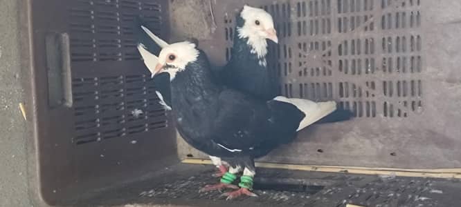 pigeons setup
