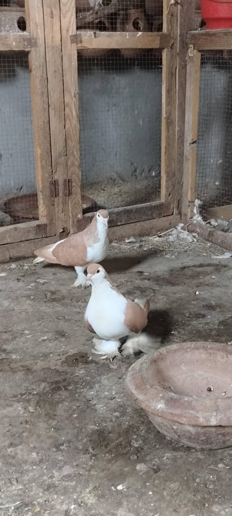 pigeons setup 9