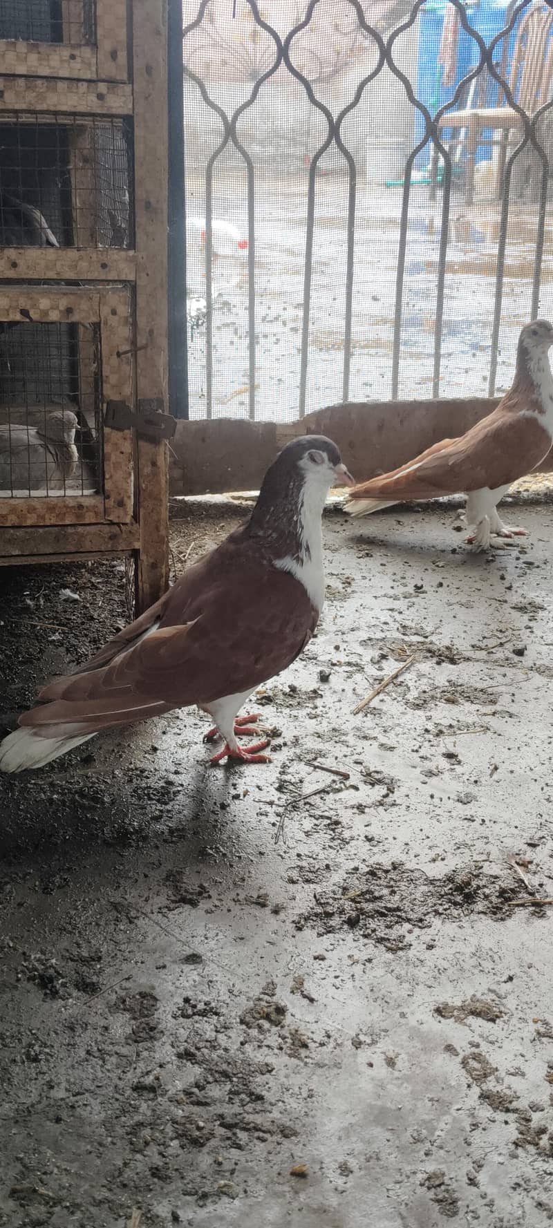 pigeons setup 10