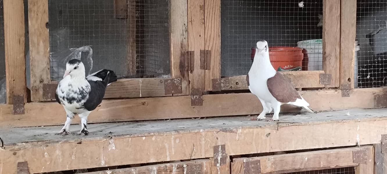 pigeons setup 11