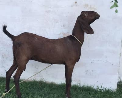 2 month pragnent beetal bakri avilable forsale