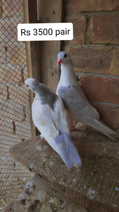 silver ka pair hai aur black wala male argent sale
