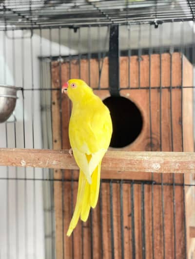 yellow Ring neck breeder female  available