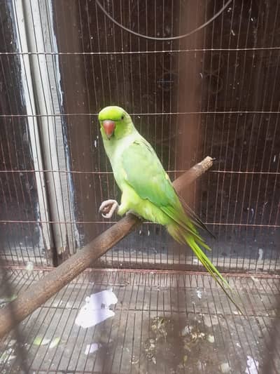 Raw parrot