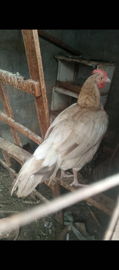 2 Aseel hen Good quality Good size