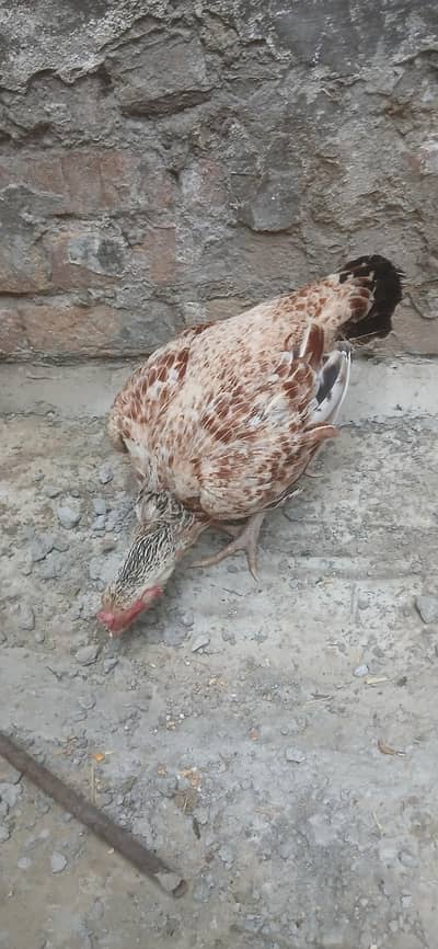 aseel murgi for sell in Rawalpindi