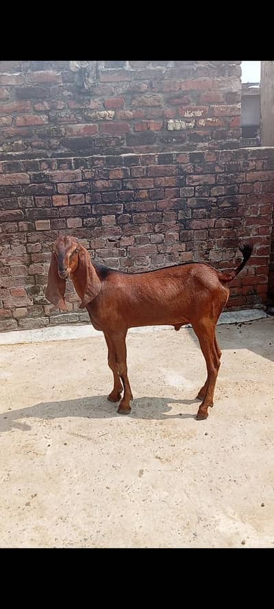 Nagar male age 5 months