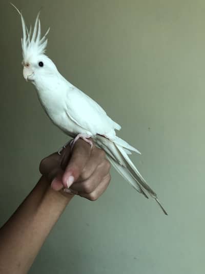 Tame white cocktail