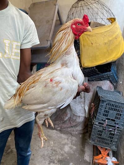 boska breeder aseel murga for sale