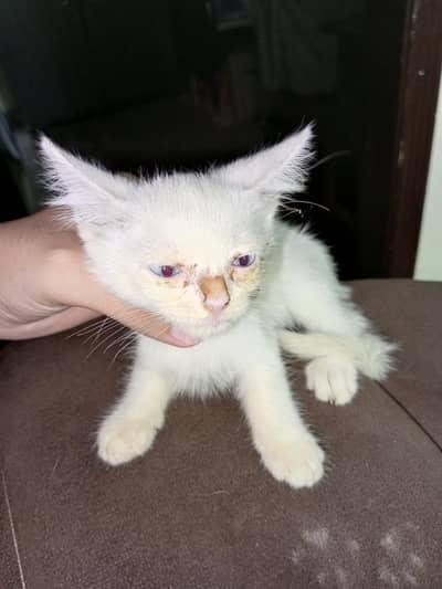  Beautiful Persian Kitten for Sale 