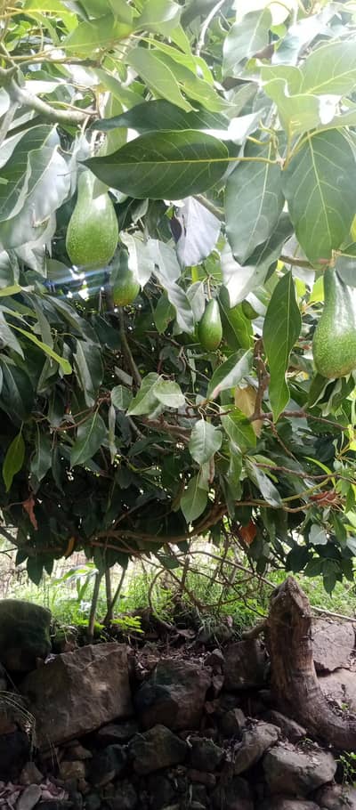 avocado fruit
