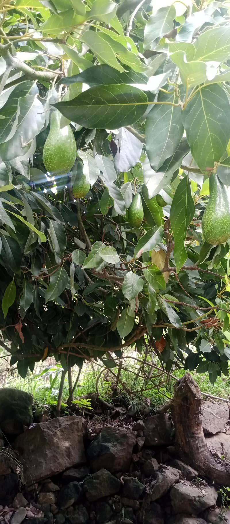 avocado fruit 0