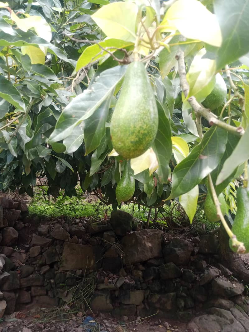 avocado fruit 1