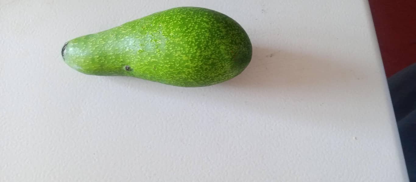 avocado fruit 2