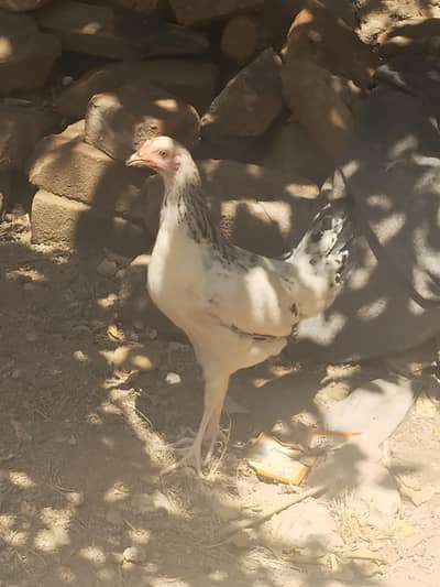 desi pathi/ murgi for sale / pathi / desi pathi for sale