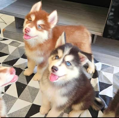 Siberian husky for sale 0346+4647+379