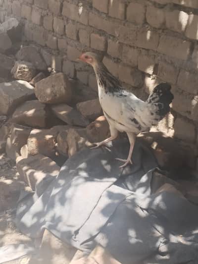 desi pathi/ murgi for sale / pathi / desi pathi for sale