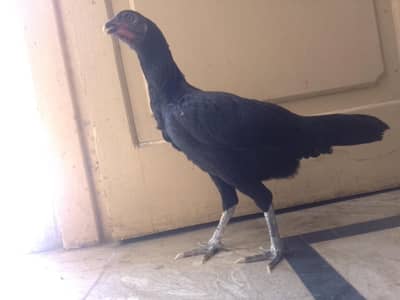 Pure Kala Mianwali Aseel Pathi/Female – Moti Aankh, Tota Chanch