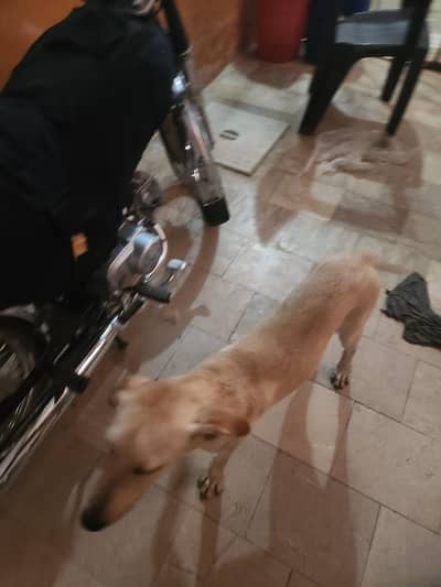 very friendly dogs lovble