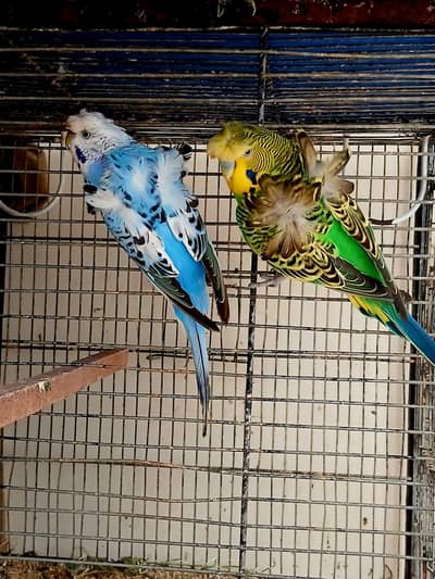 king size Hogoromo breeder pair